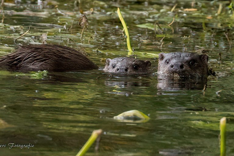 Otters in de weerribben
